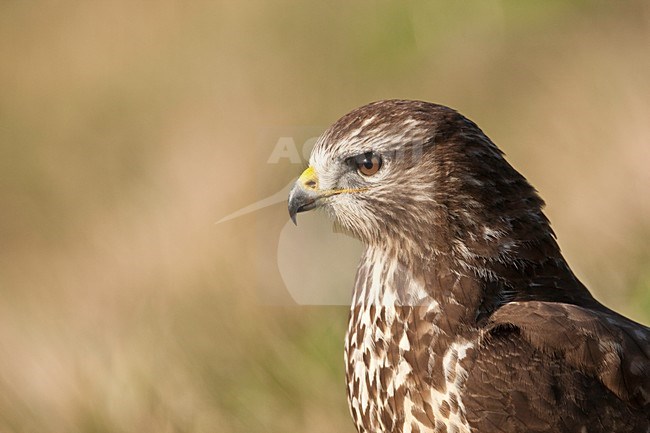 Buizerd close-up; Common Buzzard close up stock-image by Agami/Wim Wilmers,