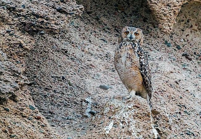 First individual seen near Al Qusair in a small wadi close to the sea. stock-image by Agami/Vincent Legrand,