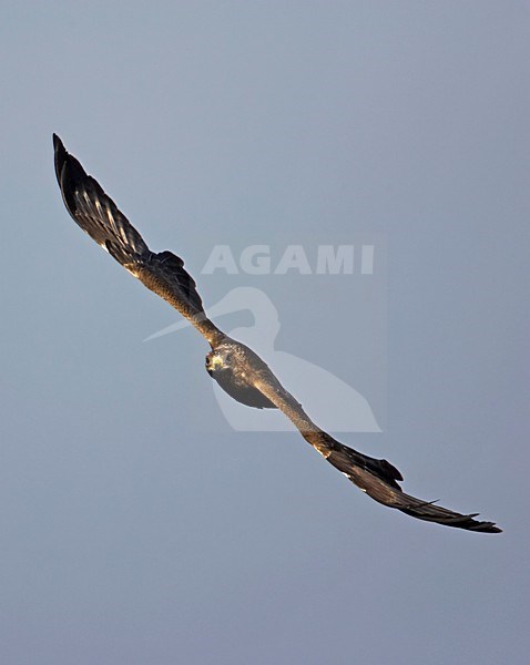 Wespendief in vlucht; European Honey Buzzard in flight stock-image by Agami/Markus Varesvuo,