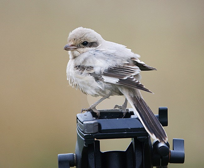 Tame first-winter Steppe Grey Shrike (Lanius excubitor pallidirostris) in England. Perched on a tripod. stock-image by Agami/Michael McKee,