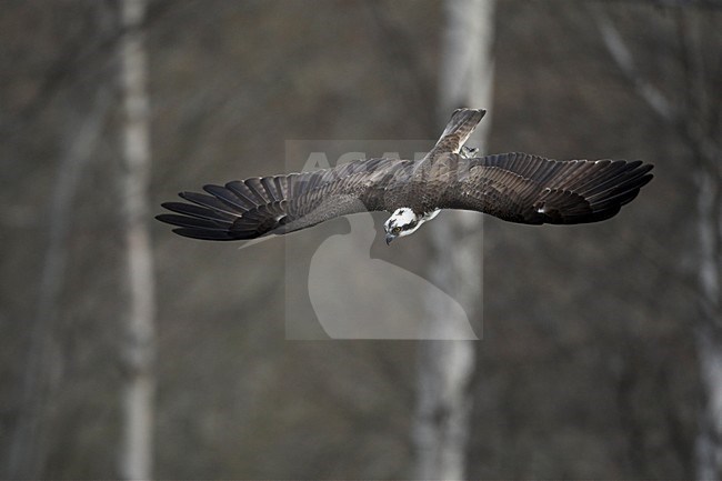 Visarend jagend; Osprey hunting stock-image by Agami/Markus Varesvuo,