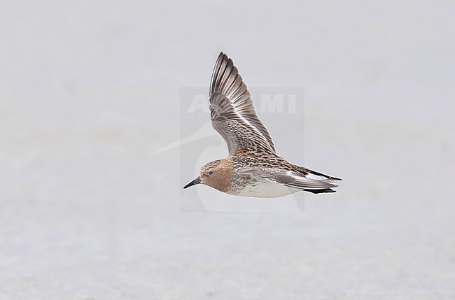 Side view of an adult Red-necked Stint (Calidris ruficollis) in summer plumage, photo in flight, above. Mongolia stock-image by Agami/Markku Rantala,