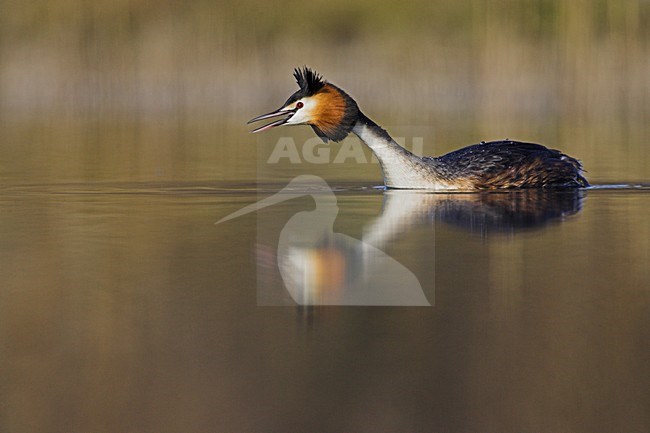 Fuut, Great Crested Grebe stock-image by Agami/Menno van Duijn,