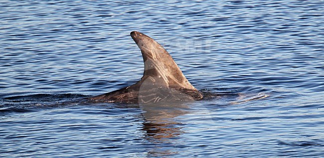 Gramper, Risso's Dolphin, Grampus griseus stock-image by Agami/Hugh Harrop,