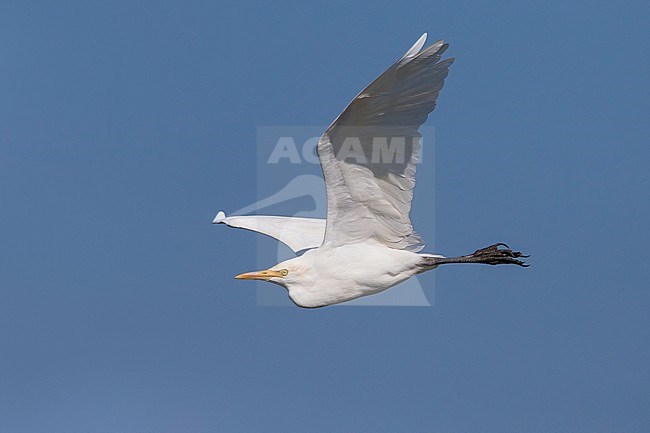 Oostelijke Koereiger in de vlucht; Eastern Cattle Egret in flight stock-image by Agami/Daniele Occhiato,