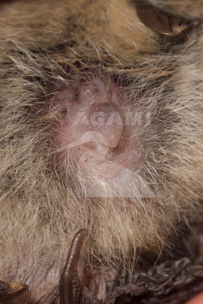 Penis van Grootoorvleermuis, Penis of Brown long-eared bat stock-image by Agami/Theo Douma,