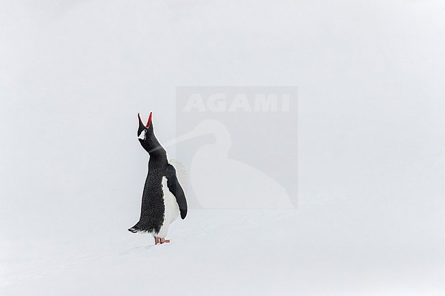 Gentoo Penguin (Pygoscelis papua ellsworthi) standing in the snow and calling on Antarctica peninsula. stock-image by Agami/Rafael Armada,