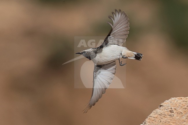 Adult Western Mourning Wheatear (Oenanthe halophila), also known as Maghreb Wheatear. Bird in flight showing underparts. stock-image by Agami/Kari Eischer,