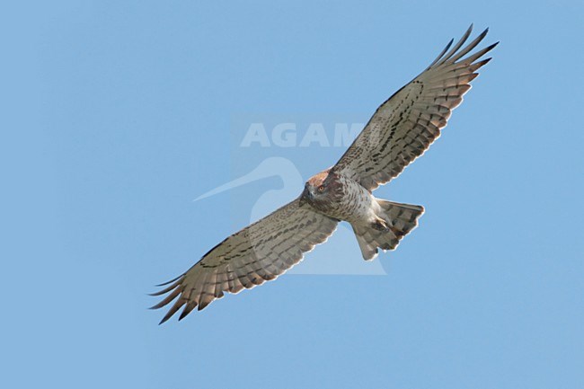 Short-toed Eagle flying; Slangenarend vliegend stock-image by Agami/Daniele Occhiato,