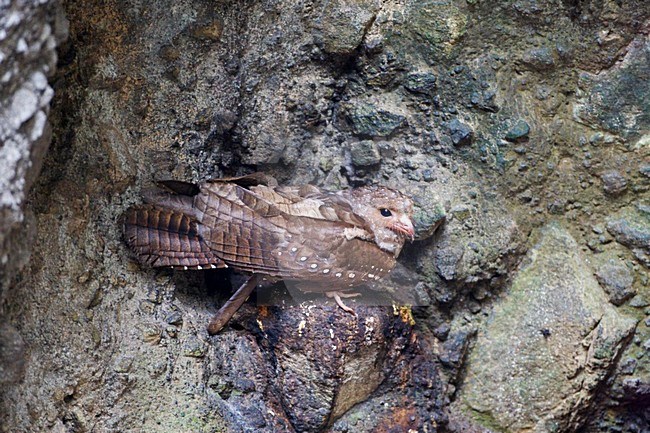 Vetvogels op het nest; Oilbirds on a nest stock-image by Agami/Marc Guyt,