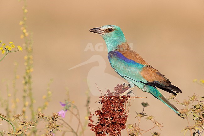 European Roller (Coracias garrulus), side view of an adult female perched on a Rumex crispus, Campania, Italy stock-image by Agami/Saverio Gatto,