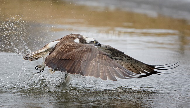 Jagende Visarend; Hunting Osprey stock-image by Agami/Markus Varesvuo,