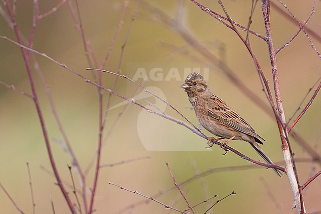 Pine Bunting - Fichtenammer - Emberiza leucocephalos leucocephalos, Russia (Baikal), adult female stock-image by Agami/Ralph Martin,