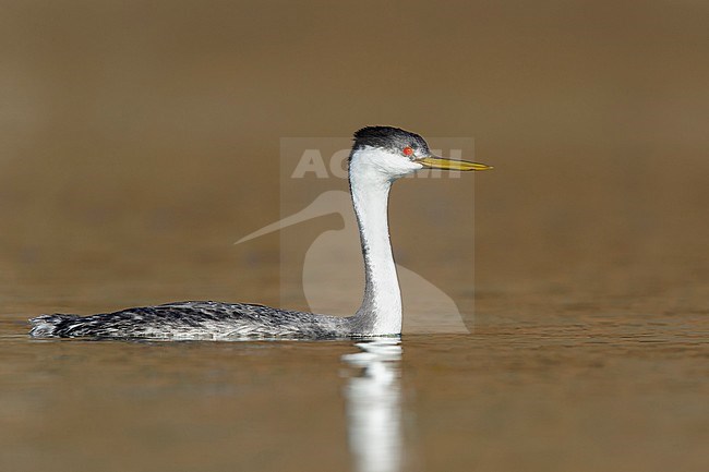 Adult Western Grebe (Aechmophorus occidentalis) swimming in a brown colored lake in San Diego County, California, USA, during winter. stock-image by Agami/Brian E Small,