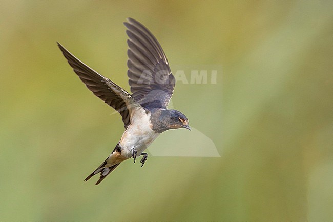 Barn Swallow (Hirundo rustica) in Italy. stock-image by Agami/Daniele Occhiato,