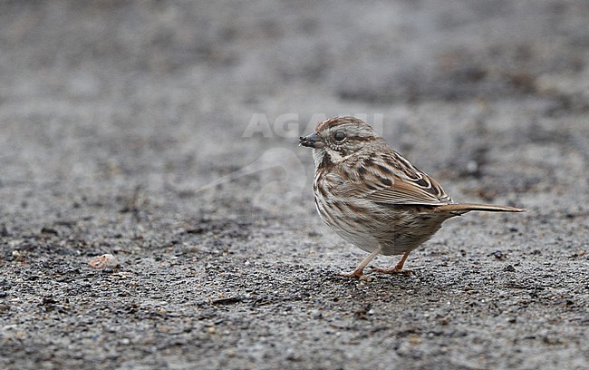 Song Sparrow (Melospiza melodia melodia)  at Mahwah in New Jersey, USA. Standing on the ground. stock-image by Agami/Helge Sorensen,