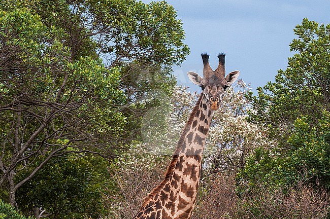 Portrait of a female Masai giraffe, Giraffa camelopardalis tippelskirchi, among trees. Masai Mara National Reserve, Kenya. stock-image by Agami/Sergio Pitamitz,
