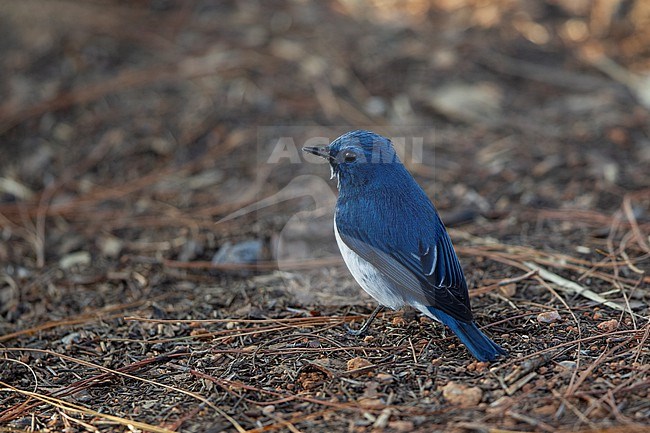 Ultramarine Flycatcher (Ficedula superciliaris) adult male perched at Doi Lang, Thailand stock-image by Agami/Helge Sorensen,