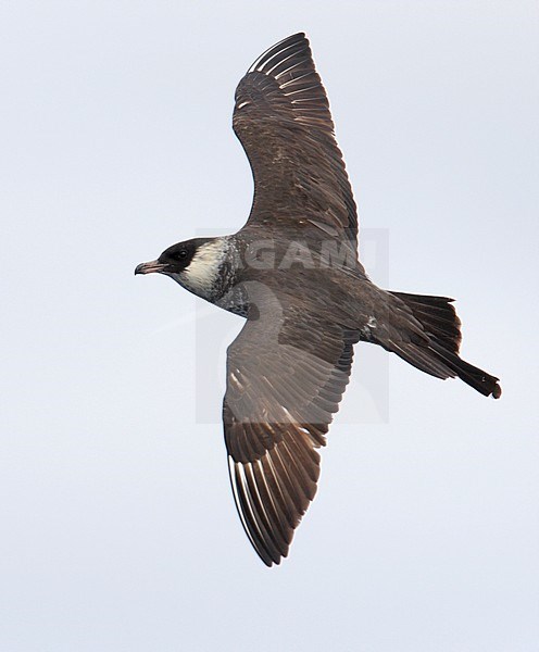 Lichte fase Middelste Jager, Pale form Pomarine Jaeger stock-image by Agami/Mike Danzenbaker,