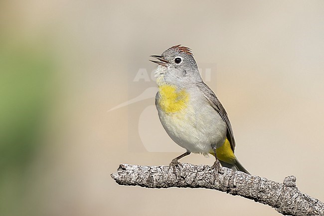 Adult
Boulder Co., CO
June 2023 stock-image by Agami/Brian E Small,