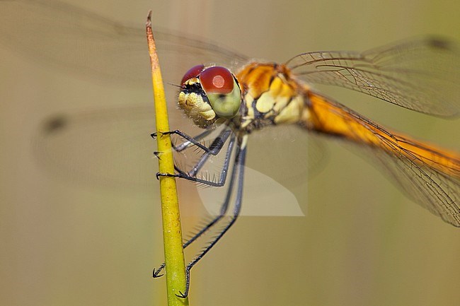 Imago Kempense heidelibel; Adult Spotted Darter stock-image by Agami/Fazal Sardar,