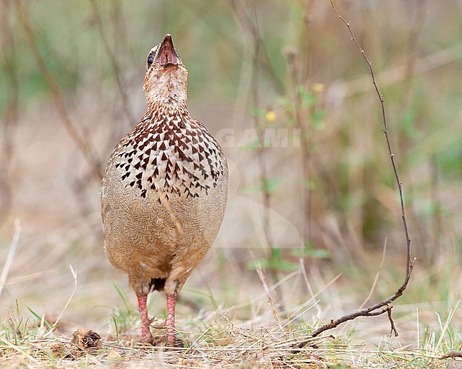 Crested Francolin (Ortygornis sephaena), front view of an adult singing, Mpumalanga, South Africa stock-image by Agami/Saverio Gatto,