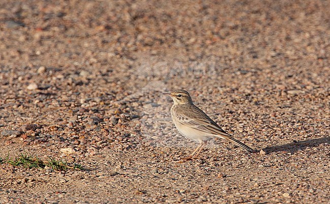 First winter Tawny Pipit (Anthus campestris) seen on back and showing juvenile feathers. stock-image by Agami/Edwin Winkel,