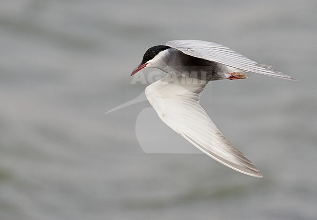 Volwassen Witwangstern in vlucht, Adult Whiskered Tern in flight stock-image by Agami/Markus Varesvuo,