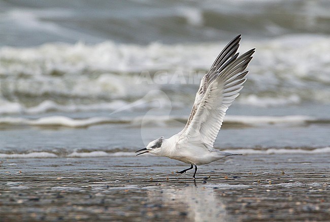 Sandwich Tern (Sterna sandvicensis) standing on the beach of IJmuiden, Netherlands. stock-image by Agami/Karel Mauer,