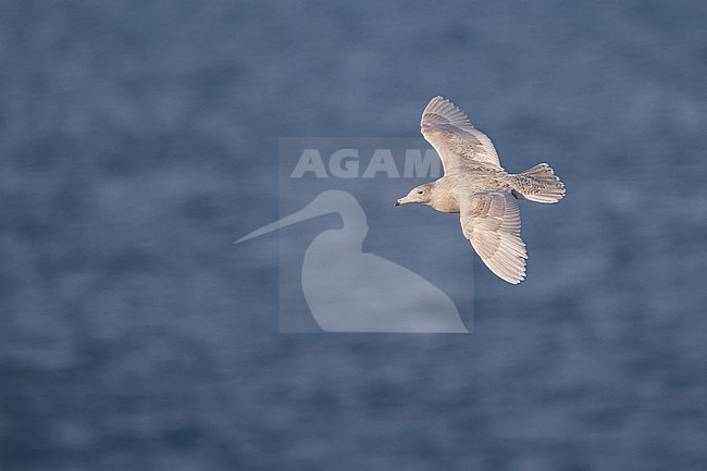 Glaucous Gull (Larus hyperboreus ssp. hyperboreus), Norway, 2 cy stock-image by Agami/Ralph Martin,