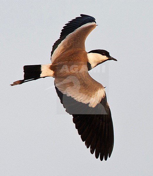 Spur-winged Plover (Vanellus spinosus) in flight over a swamp in the Gambia. Seen from the side showing upper wings. stock-image by Agami/Marc Guyt,