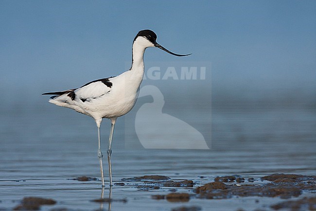 Pied Avocet - Säbelschnäbler - Recurvirostra avoseta, Spain (Mallorca), adult stock-image by Agami/Ralph Martin,