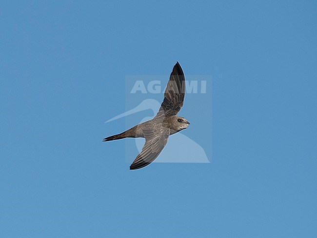 Side view of a Pallid Swift (Apus pallidus) in flight, seen above. Spain stock-image by Agami/Markku Rantala,