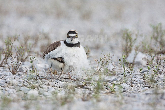 Little Ringed Plover, Kleine Plevier, Charadrius dubius ssp. curonicus, Croatia, adult female stock-image by Agami/Ralph Martin,