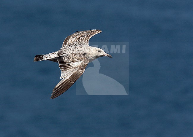 First-summer European Herring Gull (Larus argentatus) in flight over the sea. Seen from above, showing upper wing. stock-image by Agami/Andy & Gill Swash ,
