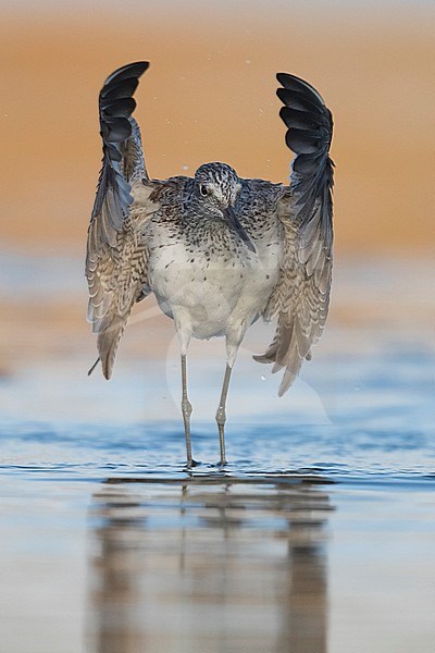 Greenshank (Tringa nebularia), adult taking off from the water stock-image by Agami/Saverio Gatto,
