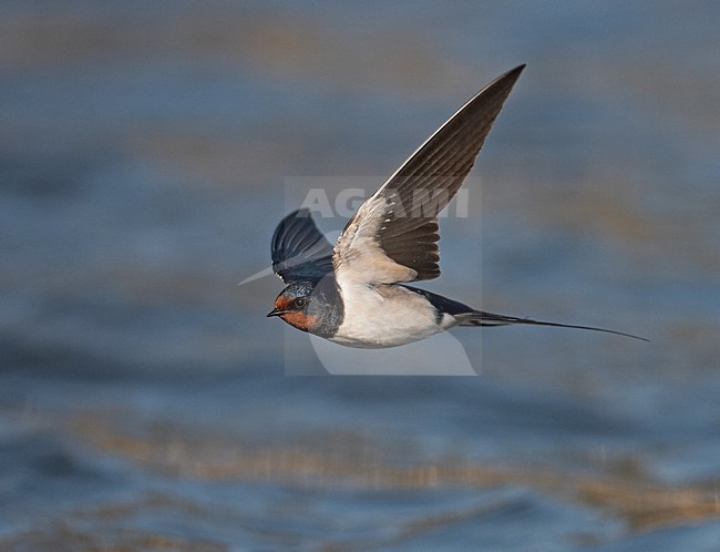 Boerenzwaluw vliegend boven water; Barn Swallow flying over water stock-image by Agami/Jari Peltomäki,