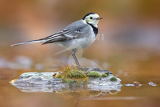 White Wagtail (Motacilla alba) in Italy. stock-image by Agami/Daniele Occhiato,