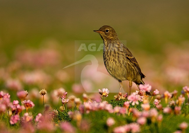 British Rock Pipit amongst Pink Thrift stock-image by Agami/Danny Green,