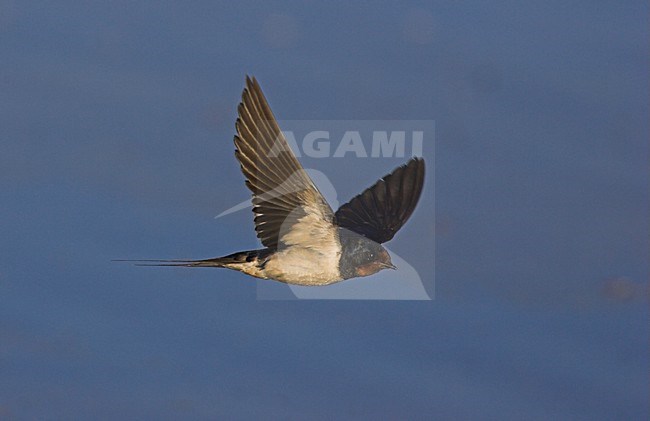 Boerenzwaluw in vlucht; Barn Swallow flying stock-image by Agami/Menno van Duijn,