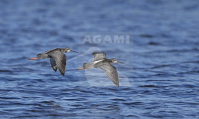 Spotted Redshank (Tringa erythropus) juvenile in flight at Falsterbo, Sweden. stock-image by Agami/Helge Sorensen,