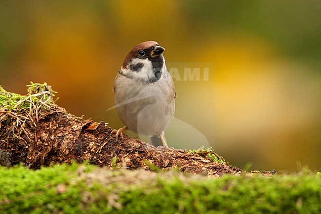 Ringmus op stronk met mos, Tree Sparrow at tree trunk with moss stock-image by Agami/Wil Leurs,