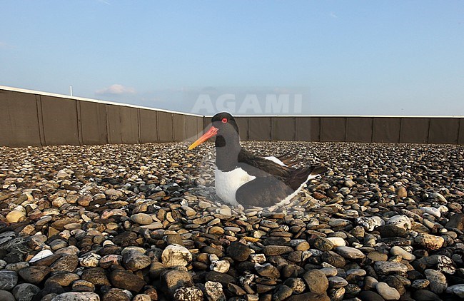 Een broedende scholekster op het grinddak van een fabriek A breeding Oystercatcher on the roof of a factory stock-image by Agami/Jacques van der Neut,