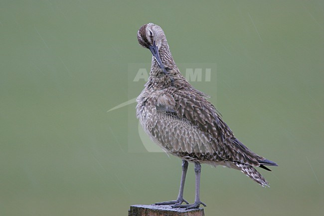 Regenwulp zittend op een paal; Eurasian Wimbrel perched on a pole stock-image by Agami/Menno van Duijn,