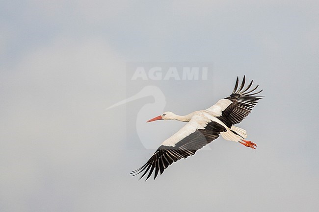 Ooievaar vliegend; White Stork flying stock-image by Agami/Menno van Duijn,