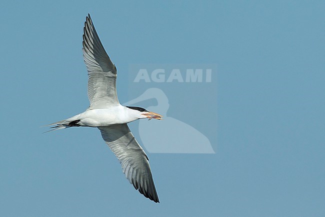 Adult breeding plumaged American Royal Tern (Thalasseus maximus)
Galveston Co., Texas, USA
April 2017 stock-image by Agami/Brian E Small,