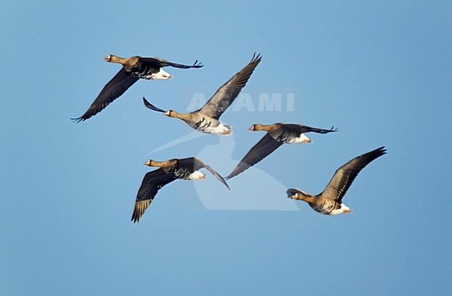 Vliegende, trekkende groepje Kolgans tegen een blauwe lucht ; Flying, migrating flock White-fronted Goose against blue sky stock-image by Agami/Ran Schols,