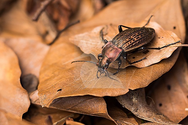 Carabus cancellatus - Körnerwarze, Germany (Baden-Württemberg), imago, female stock-image by Agami/Ralph Martin,