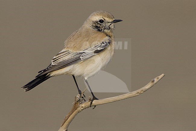 Desert Wheatear immature male; Woestijntapuit onvolwassen man stock-image by Agami/Daniele Occhiato,