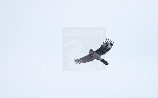 Blue Jay (Cyanocitta cristata) in flight shwoing underside on migration at Cape May, New Jersey, USA stock-image by Agami/Helge Sorensen,